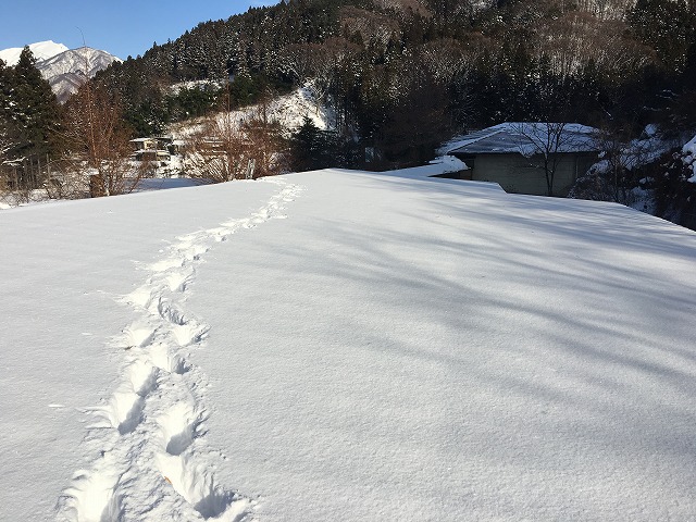 屋根の上に積もった雪