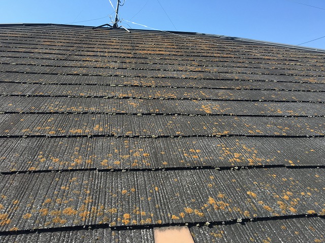 コケが生えたコロニアル屋根