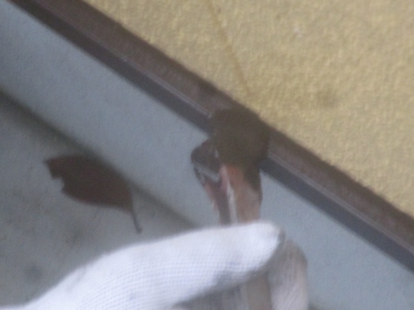 土台水切りの上塗り中です