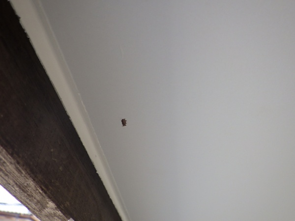 固定フィニッシュネイル跡をシーリングしました