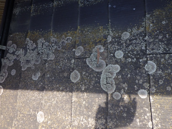 洗浄前の屋根の状態です