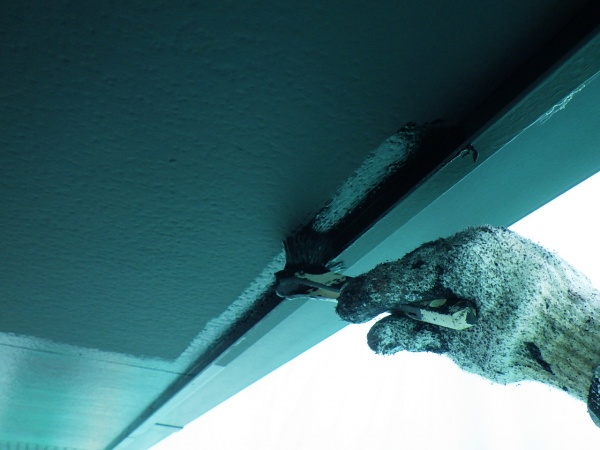 軒天２回目塗装中です