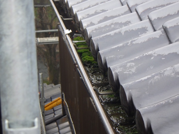 清掃前の雨樋の状態です