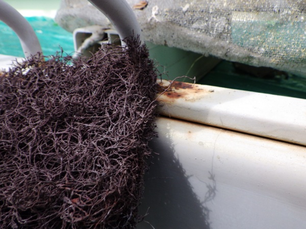 ベランダ手摺のケレン中です