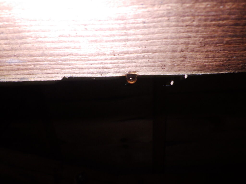 梁からの雨漏りです