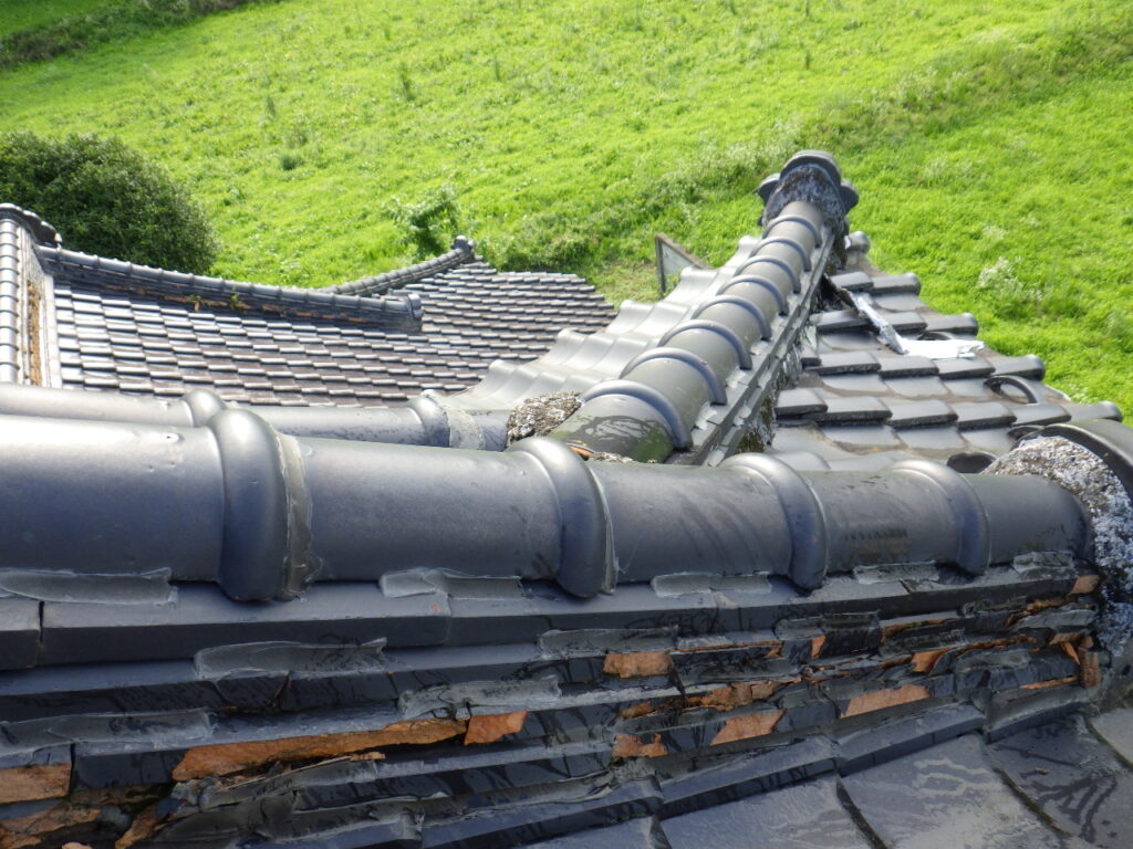 他の木は生え棟の除草後