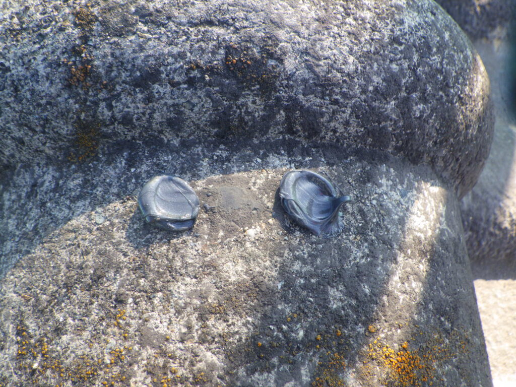 ビスに防水処理をしました