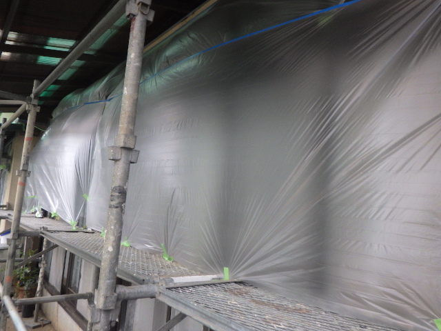 引っ張り養生をしました