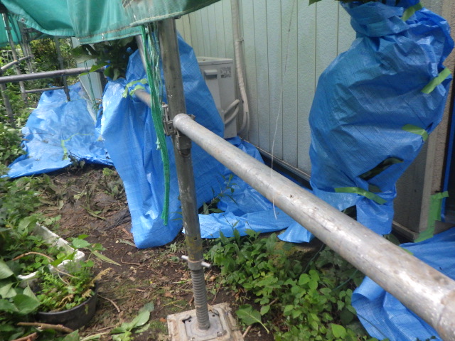 植木を養生しました