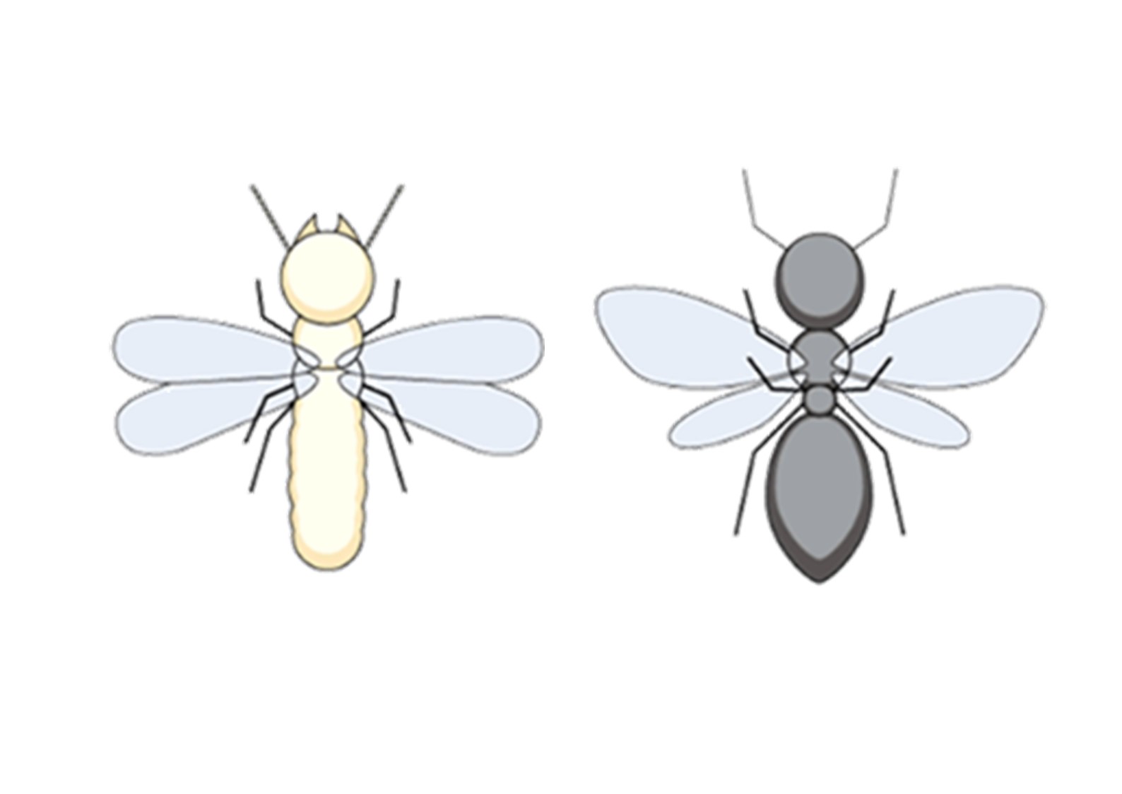 シロアリ、黒アリ見分け方