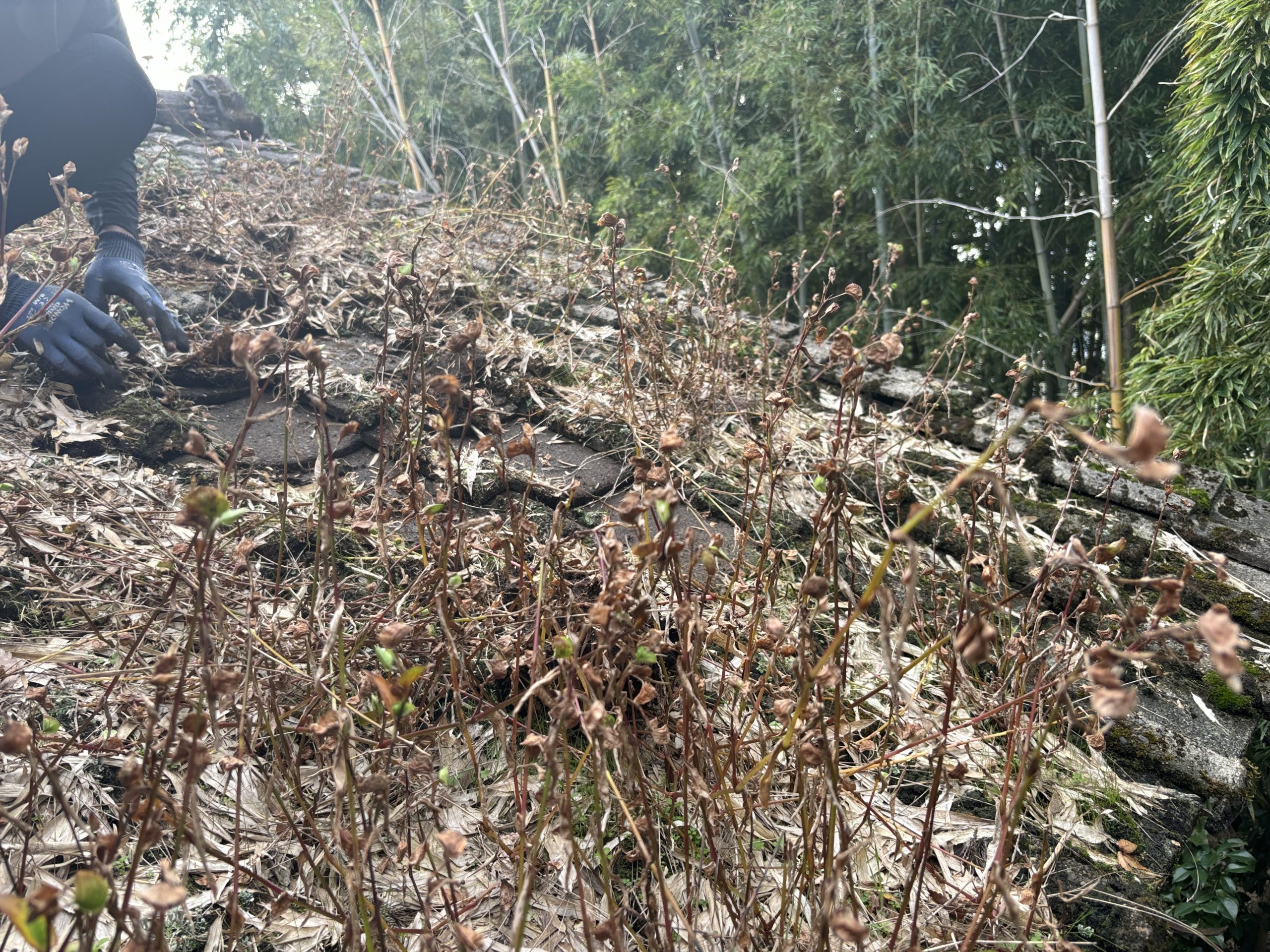 瓦屋根上にコケ増殖　現地調査