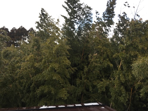 雨樋の清掃、原因の笹