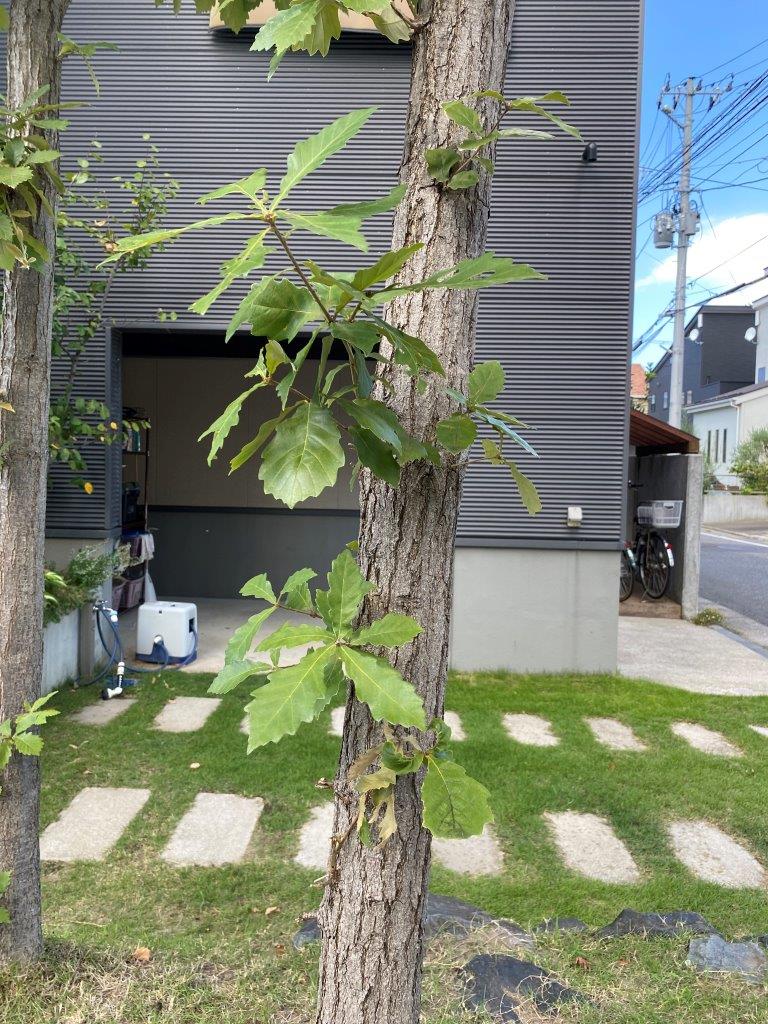 ミズナラの剪定　現地調査