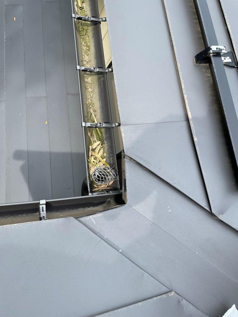 大屋根軒樋清掃