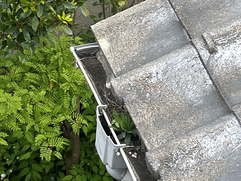 軒樋詰まり　現地調査