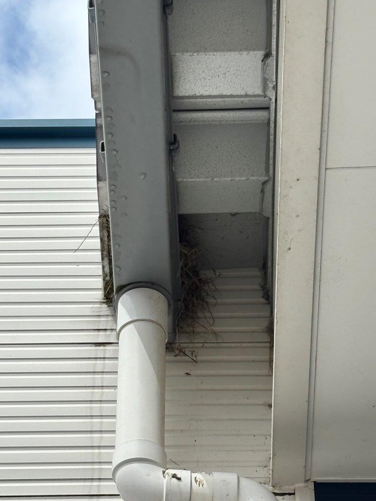 鳥の巣対策　現地調査