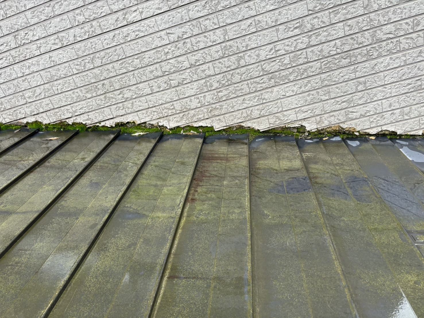 外壁下端にコケ増殖　現地調査