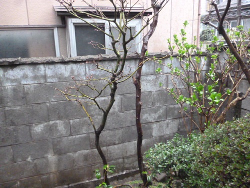 ブロック塀笠木交換　現調