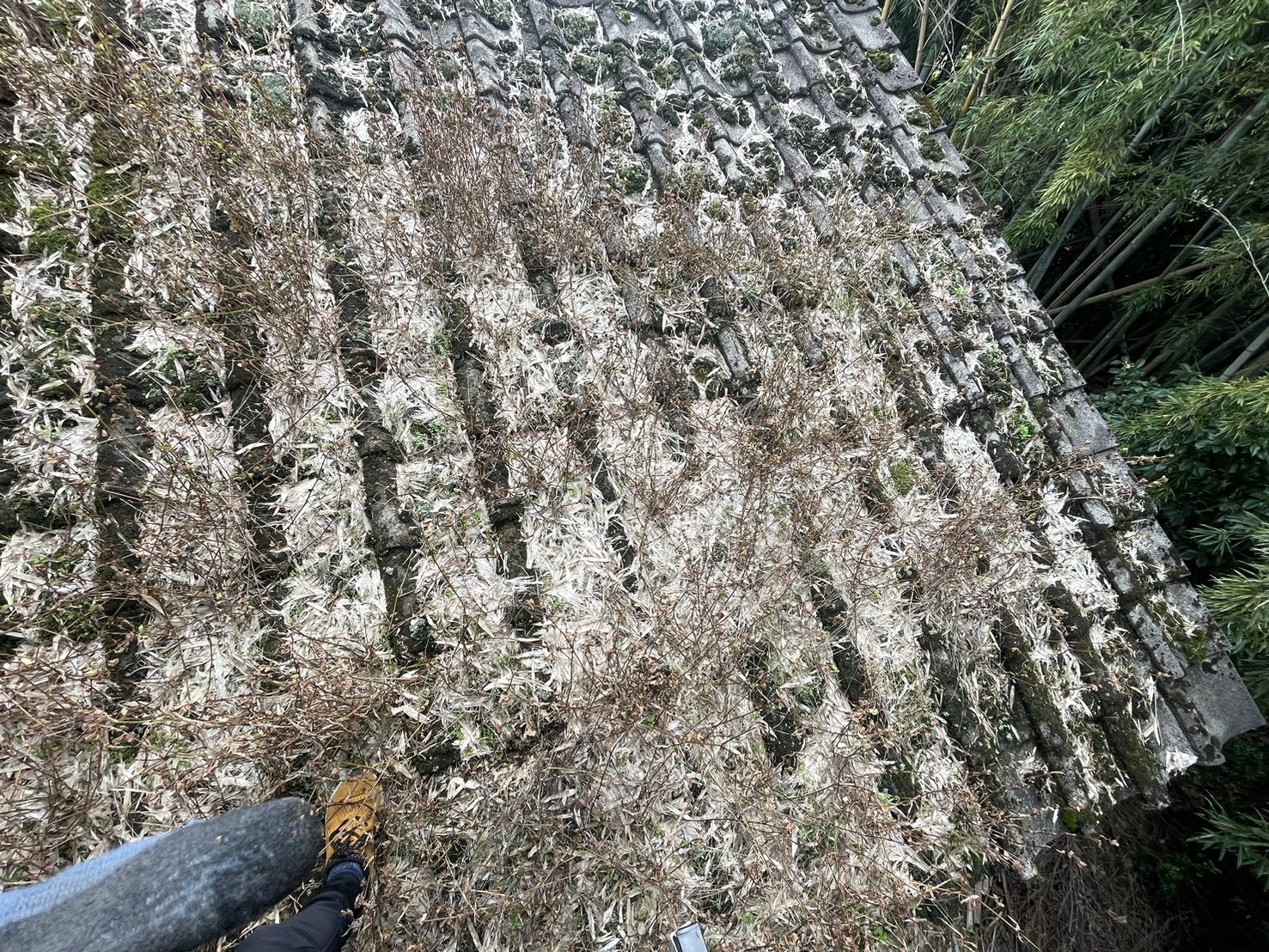 瓦屋根上にコケ増殖　現地調査