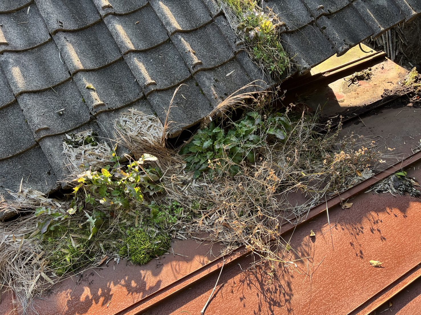 雨漏れ　現地調査