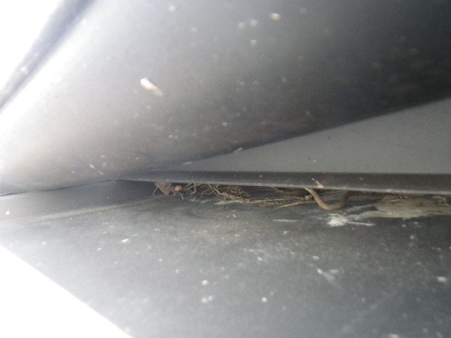 鳥侵入口・対策