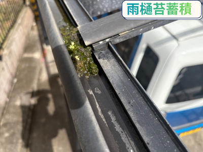 カーポート苔