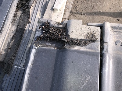 明り取りまわりの雨漏りの原因　鳥の糞