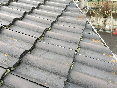 緑コケ　枚方市