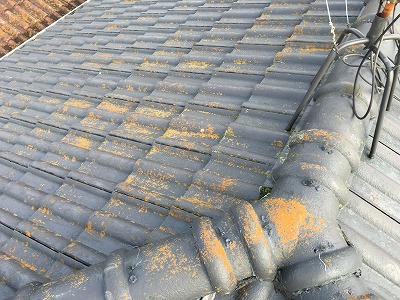 黄色コケ　枚方市