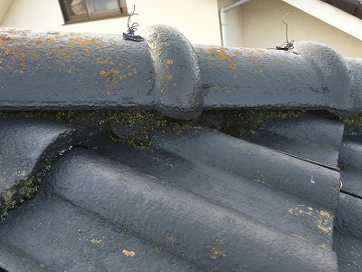 棟コケ　枚方市