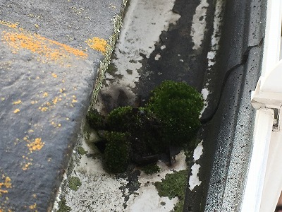 軒樋コケ　枚方市