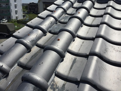 四條畷市刀根丸漆喰