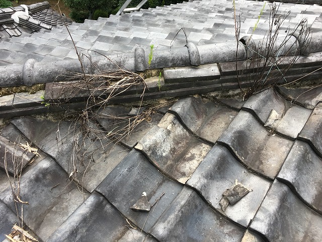 棟から雑草
