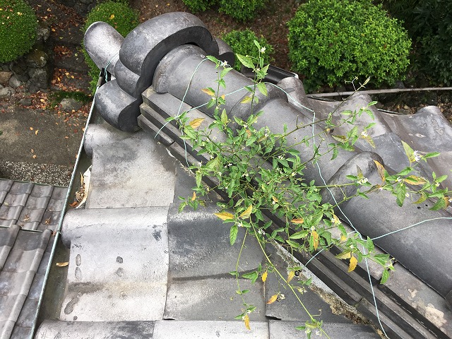 雨漏り修理　屋根から雑草