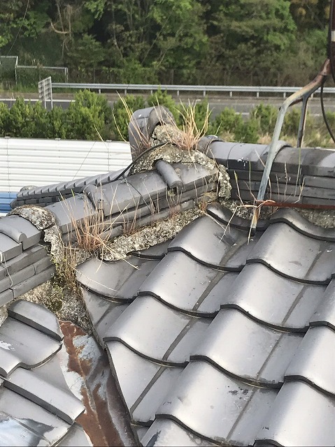 棟瓦草　枚方市