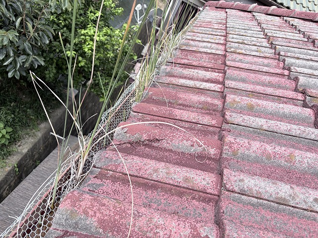 軒樋雑草　枚方市