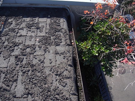 軒樋にはシングルのカスが一杯です。