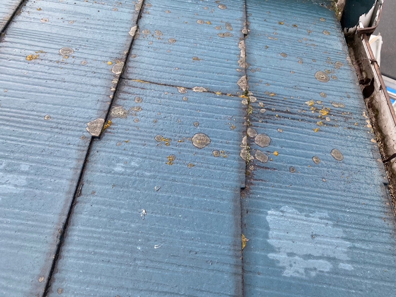 枚方市カラーベスト苔