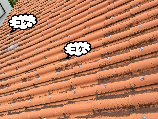 コケ　セメント瓦