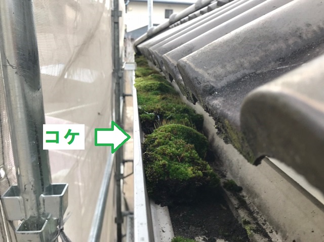 名張市　樋　コケ