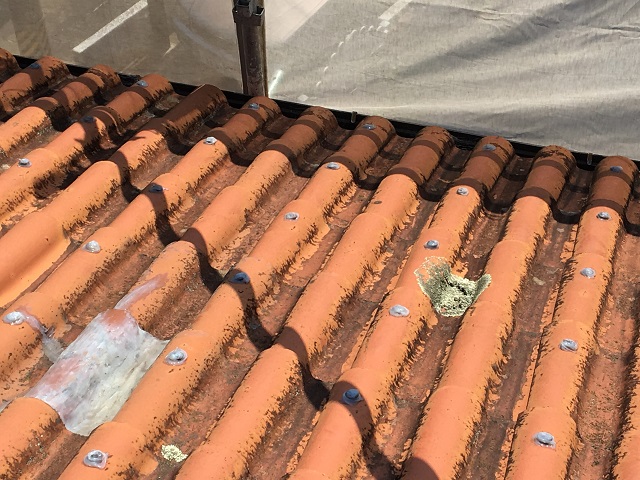 セメント瓦　シリコン　コケ