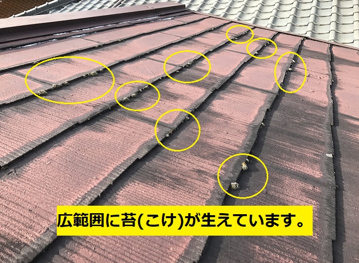 名張市　カラーベスト苔の写真