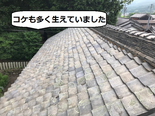 日本瓦　コケ