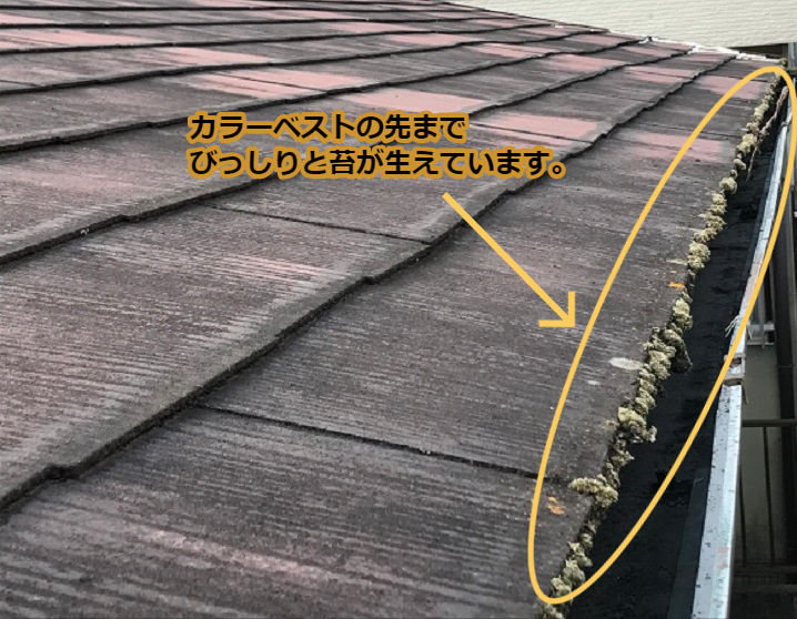 名張市　カラーベスト苔の写真②