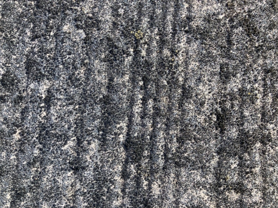 表面は苔やカビが一緒に発生しています