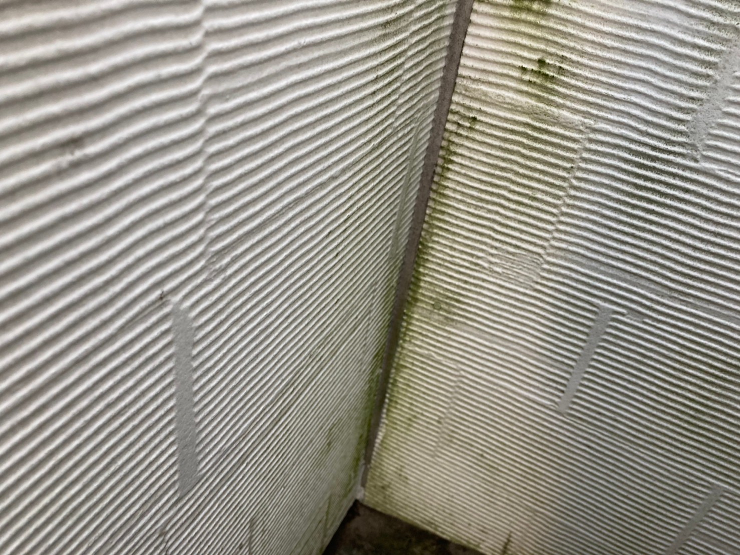 塗膜が劣化し外壁に苔が発生