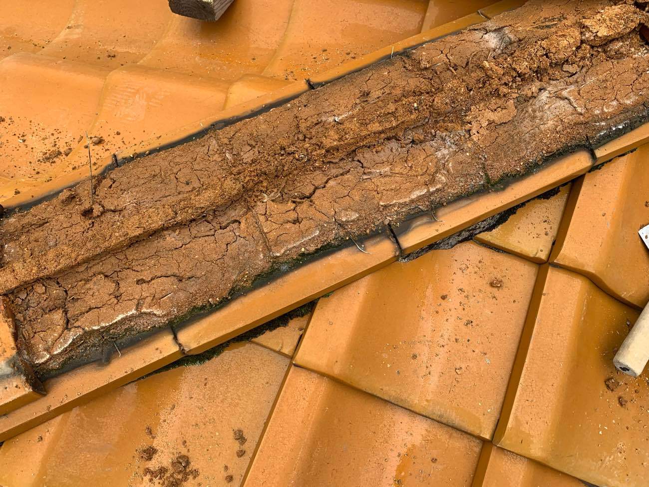 中の土は少し湿っていますね