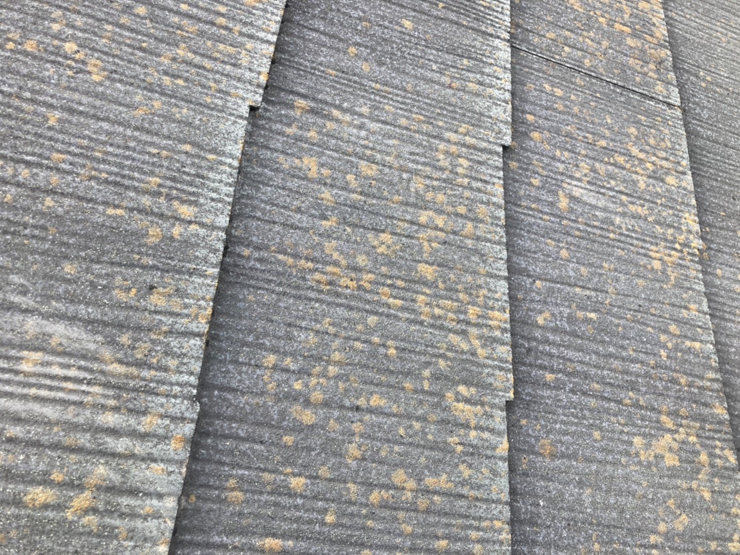 この苔は一般的な経年劣化の症状です