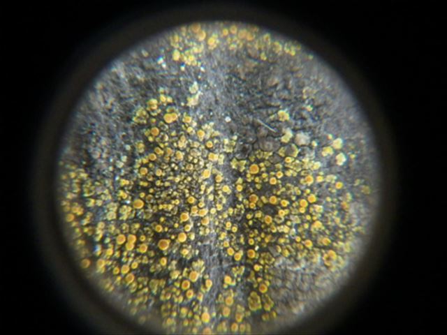 スレート　カラーベスト　屋根点検　コケ　カビ　褪色　