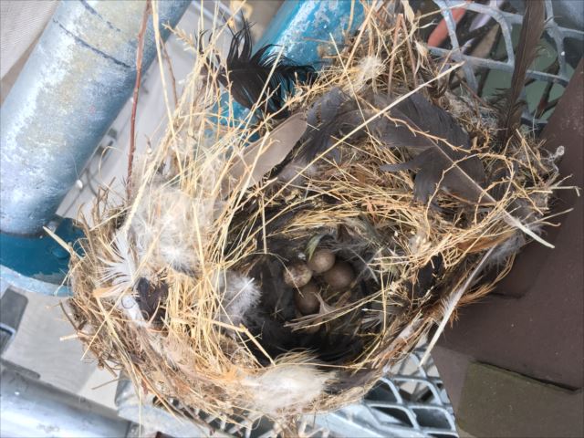 棟の取直し　平板瓦　鳥の巣